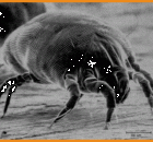 roztocze kurzu domowego.gif